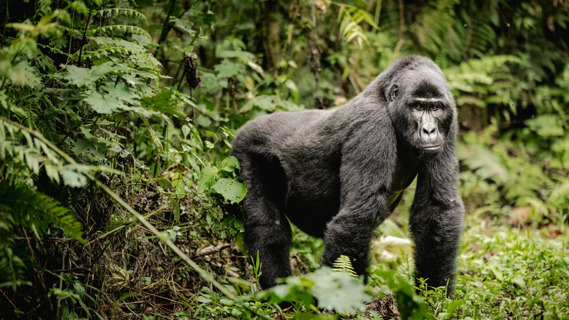 Bwindi Impenetrable Forest
