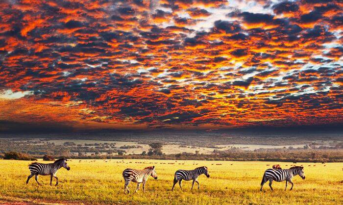 Serengeti